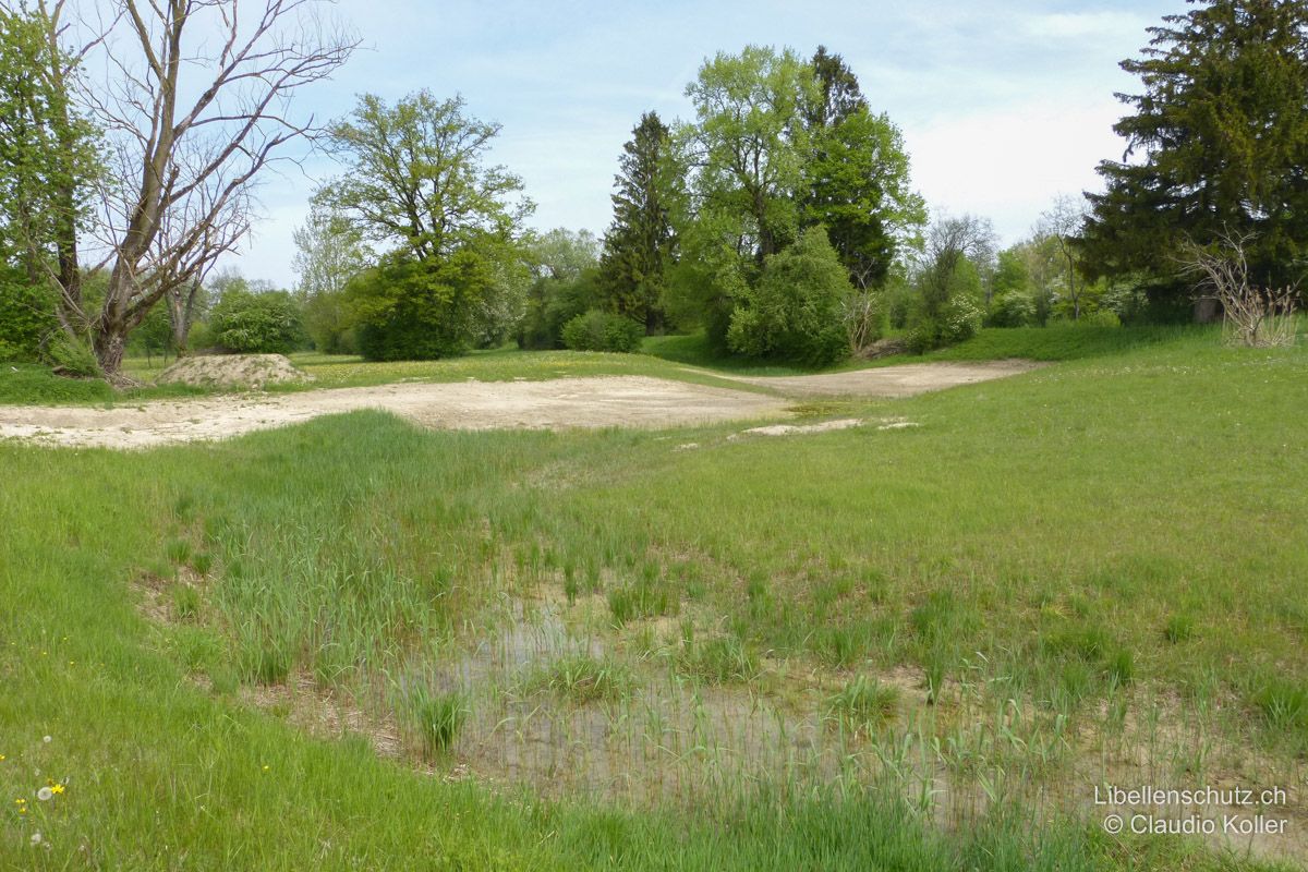 Flutmulde Dorfrüti im oberen Reusstal AG, Frühling. Dieselbe Mulde wird im Frühling mit Grundwasser (hoher Wasserstand des Flusses auf Grund des Schmelzwassers) geflutet. Das Wasser ist jeweils noch lange kühl und die Libellenfauna entwickelt sich nur langsam.