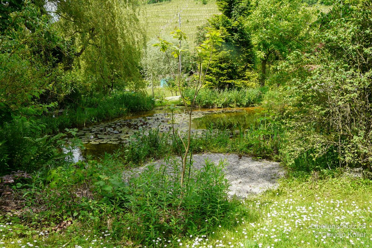 Naturteich in einem Privatgarten. Auch dieser Teich befindet sich in einem Privatgarten. Er ist jedoch ziemlich gross, mit Wasser- und Ufervegetation bewachsen und die Umgebung ist reich strukturiert. Hier ist ein breites Spektrum an häufigen Arten zu erwarten.