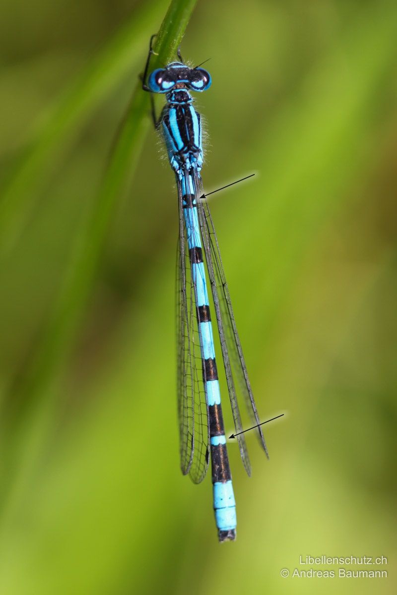 Gemeine Becherjungfer (Enallagma cyathigerum), Männchen. Mit schwarzer "Weinglas/Becher"-Zeichnung auf S2 (Achtung variabel), S8-S9 komplett blau, der blaue Ring zwischen S6 und S7 ist breit (bei Coenagrion puella ist dieser schmal).