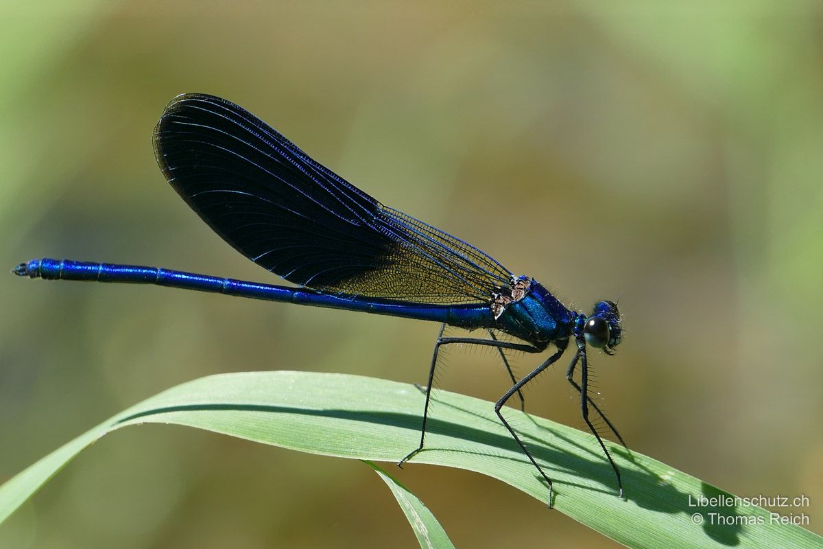 Gebänderte Prachtlibelle (Calopteryx splendens caprai), Männchen. Körper metallisch blau. Flügel mit blauem Band, welches deutlich breiter ist als bei der Nominatform Calopteryx splendens splendens, so dass an der Flügelspitze nur noch ein dünnes transparentes Band sichtbar ist.