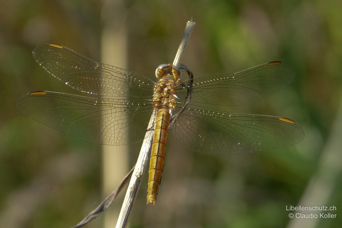 Südlicher Blaupfeil (Orthetrum brunneum), Weibchen. Jüngeres Weibchen mit eher gelblicher Grundfärbung. Flügelmal gelb-braun.