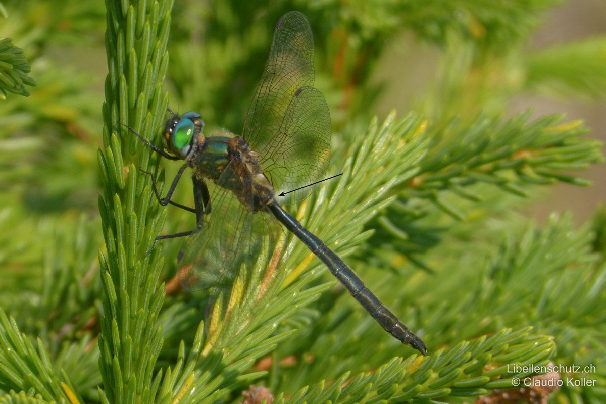 Arktische Smaragdlibelle (Somatochlora arctica), Männchen. Abdomen dunkel, nur die Thoraxseiten glänzen metallisch grün (wie bei Somatochlora alpestris). Hinterrand von S2 mit schmalem gelblichem Ring, der auf der Oberseite unterbrochen ist.