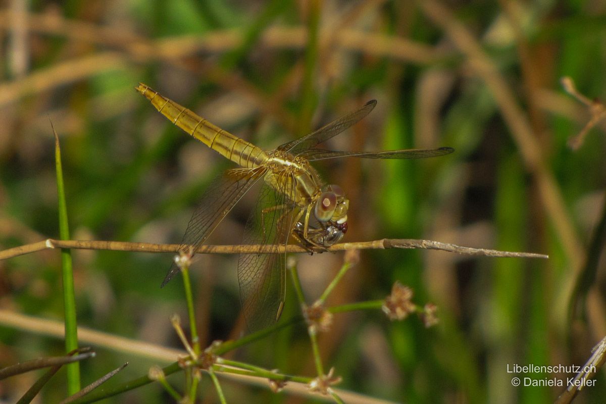 Feuerlibelle (Crocothemis erythraea), Weibchen. Bei diesem frischen Exemplar ist der prominente weisse Strich auf dem Thorax zwischen den Flügelbasen besonders gut sichtbar.