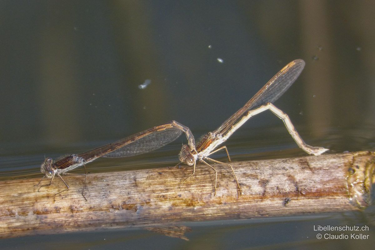 Gemeine Winterlibelle (Sympecma fusca), Eiablage.