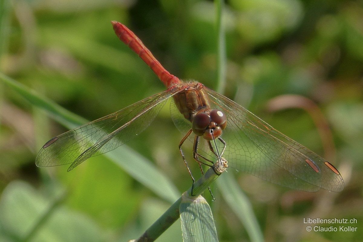 Südliche Heidelibelle (Sympetrum meridionale), Männchen. Schwarzer Strich oberhalb Stirn sehr schmal, fast vom Scheitel (Vertex) verdeckt.