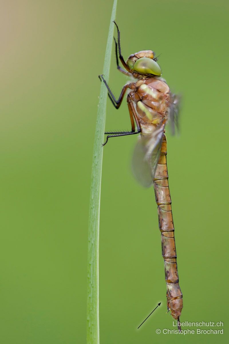 Keilflecklibelle (Isoaeschna isoceles), Weibchen. Von der Seite her betrachtet ist beim Weibchen zudem der Legeapparat sichtbar.