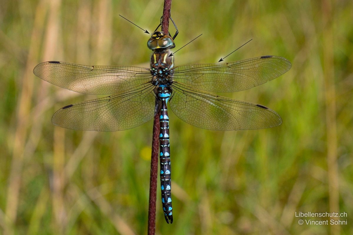 Torf-Mosaikjungfer (Aeshna juncea), Männchen. Antehumeralstreifen lang, dünn und gelb (bei Aeshna mixta kurz). Vor geeignetem Hintergrund sind die gelben Flügelvorderränder sichtbar. Dicke T-Zeichnung auf der Stirn.