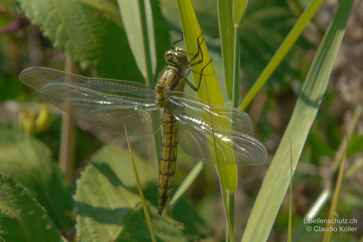 Grosser Blaupfeil (Orthetrum cancellatum), Jungtier. Das frisch geschlüpfte Männchen ist ähnlich gefärbt wie ein Weibchen. Das gelb ist noch heller, fast zitronengelb.