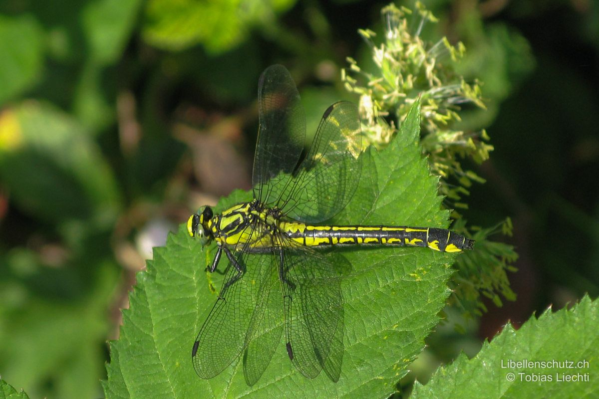 Gemeine Keiljungfer (Gomphus vulgatissimus), Weibchen. Grundfarbe gelb. Augen grün bis graugrün.