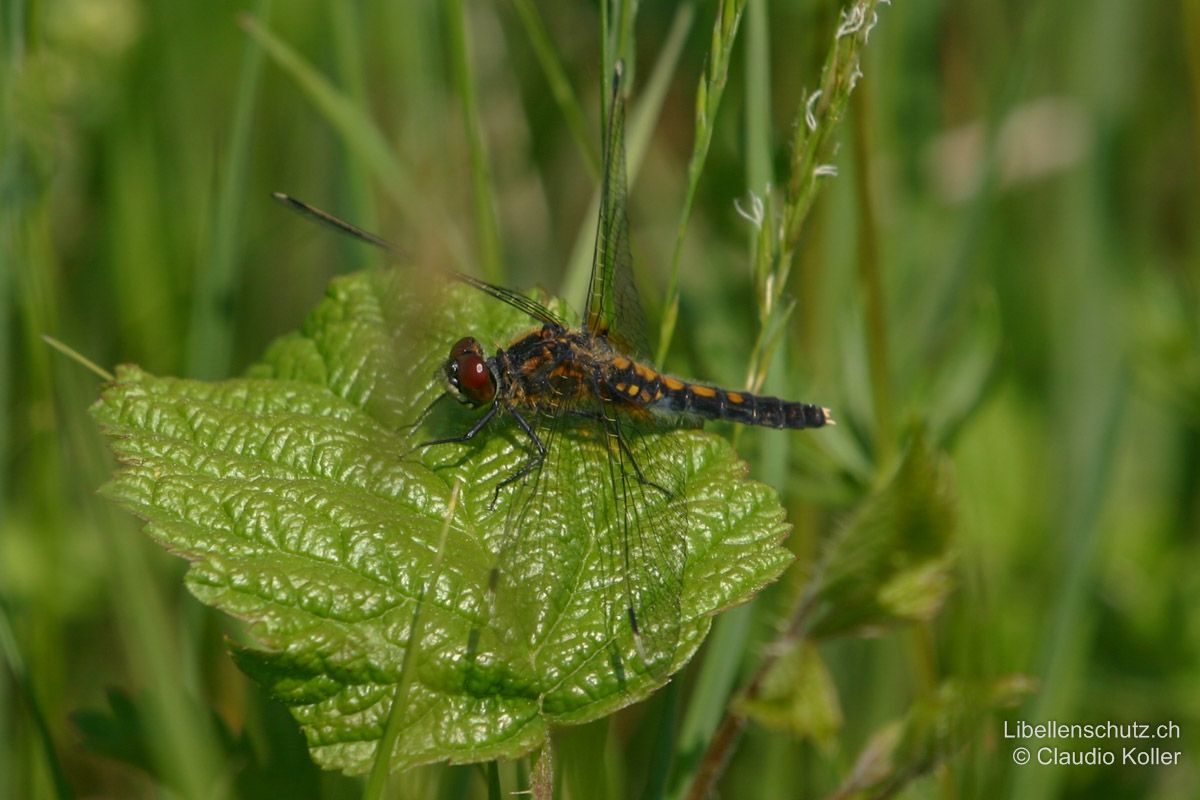 Zierliche Moosjungfer (Leucorrhinia caudalis), Weibchen. Abdomen schwarz mit kleinen gelben Flecken auf S2-S6. Hinterleibsanhänge weiss.