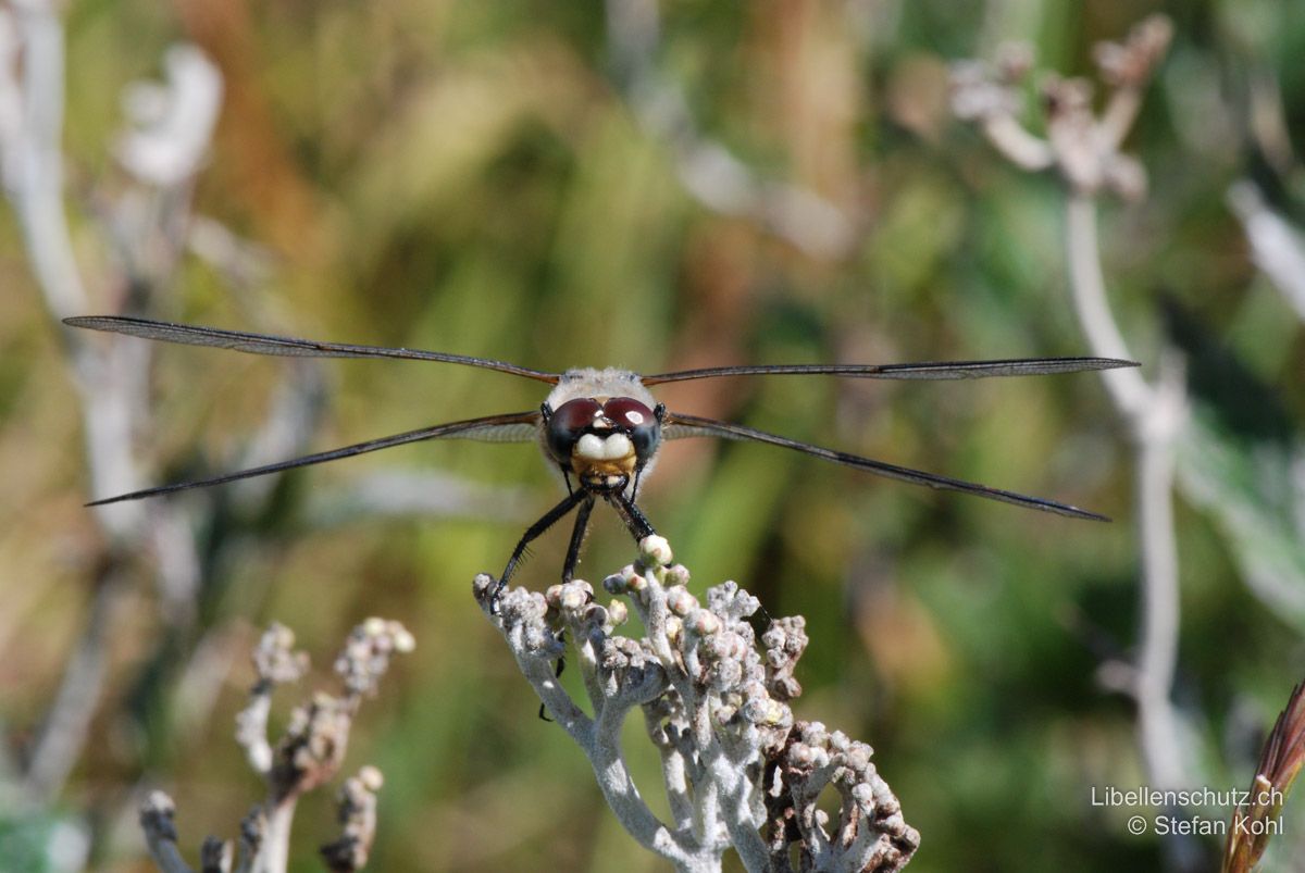 Vierfleck (Libellula quadrimaculata), Frontansicht. Augen braun, Gesicht weiss.