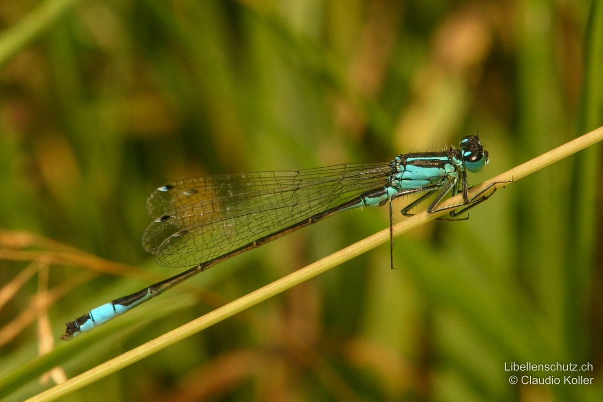 Grosse Pechlibelle (Ischnura elegans), Männchen. Grundfarbe schwarz, mit blauem Schlusslicht.