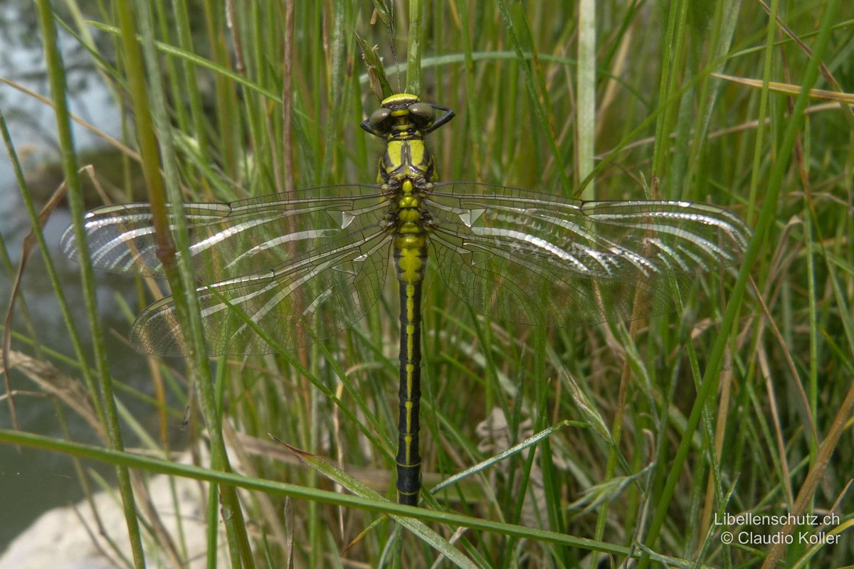 Gemeine Keiljungfer (Gomphus vulgatissimus), Jungtier. Kurz nach dem Schlupf entwickeln sie bereits die gelb-schwarze Färbung. Die Augen sind noch ziemlich farblos.