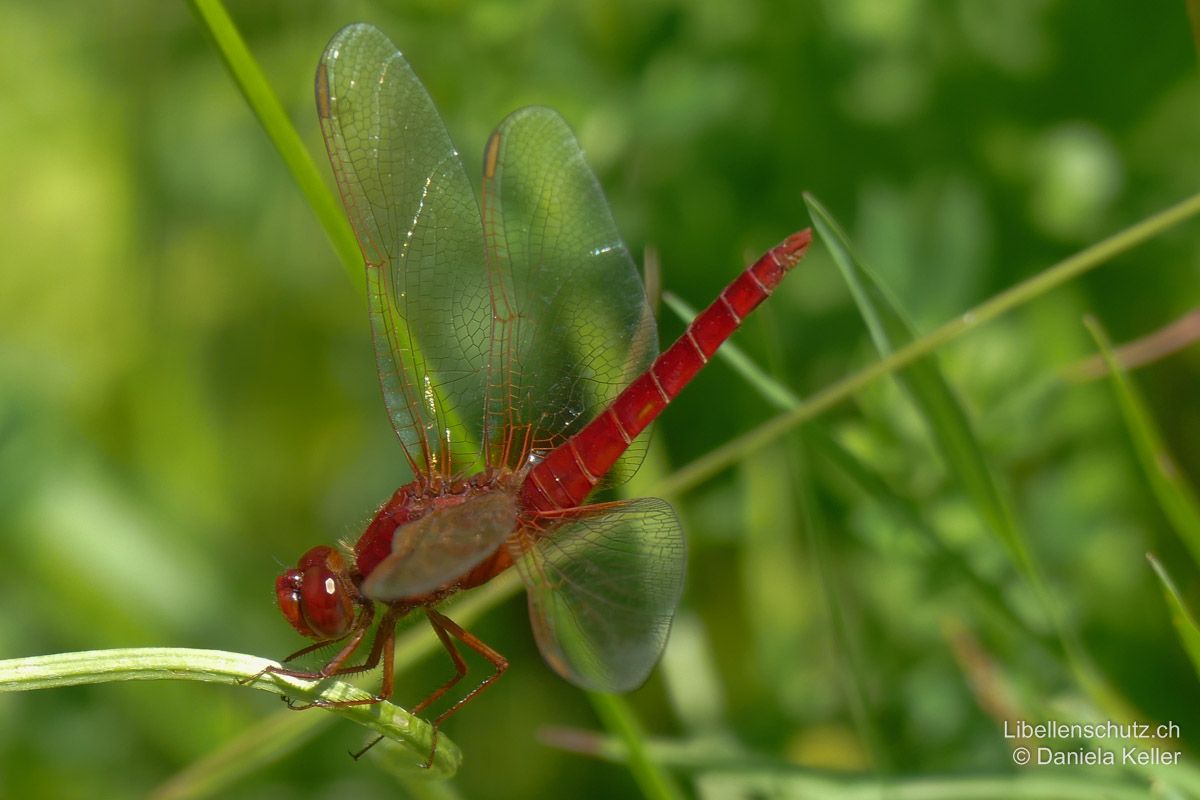 Feuerlibelle (Crocothemis erythraea), Männchen. Grosse Flügeladern rot, Flügelmale gelb/rötlich. Dieses Tier befindet sich in einer leichten Obelisk-Stellung (Hinterleib nach oben gerichtet), Flügel zur Seite abgespreizt.