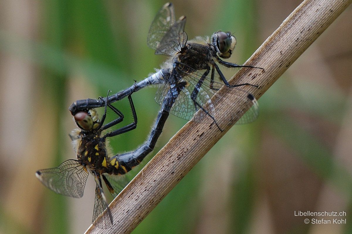 Östliche Moosjungfer (Leucorrhinia albifrons), Paarungsrad. Thoraxseite des Weibchens mit gelben Flecken. Das Weibchen ist relativ jung, die Augen sind oben noch rötlich.