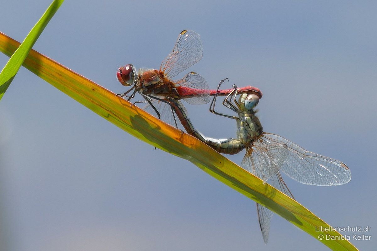 Frühe Heidelibelle (Sympetrum fonscolombii), Paarungsrad.