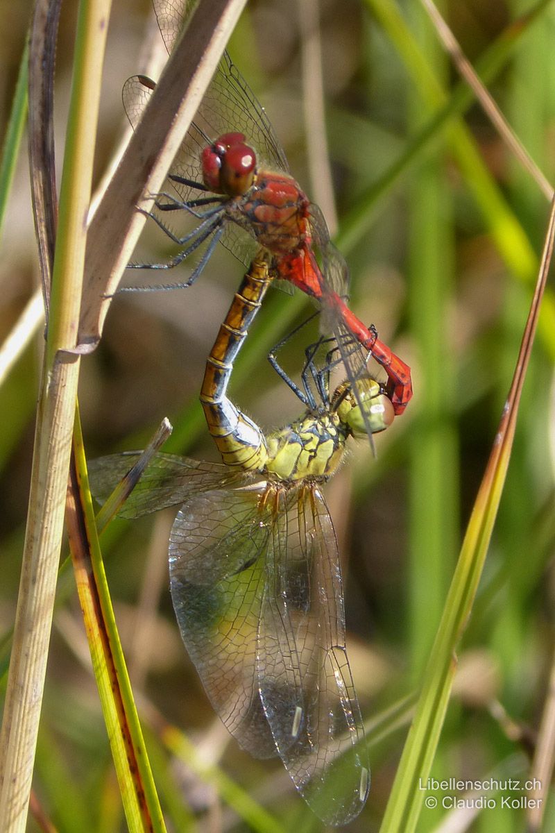 Blutrote Heidelibelle (Sympetrum sanguineum), Paarungsrad.