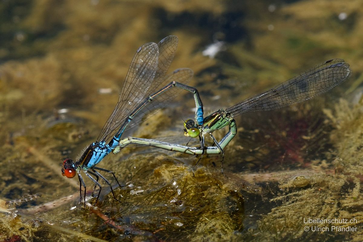 Kleines Granatauge (Erythromma viridulum), Paarungsrad. Im Unterschied zu Erythromma najas hat das Weibchen immer einen vollständigen Antehumeralstreifen.