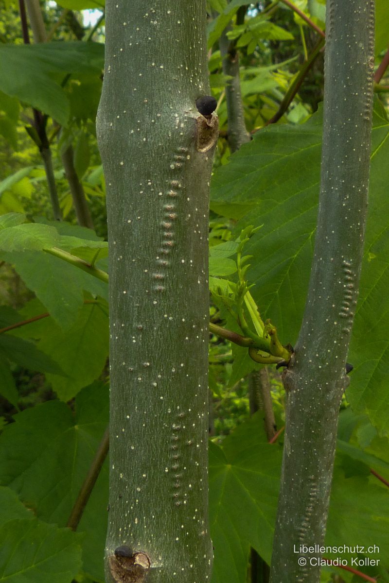 Weidenjungfer (Chalcolestes viridis), Einstichstellen. Selbst im Winter kann diese Art über die meist gut sichtbaren Einstichstellen an Zweigen und Ästen von Weichhölzern nachgewiesen werden.