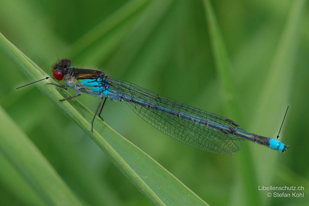 Grosses Granatauge (Erythromma najas), Männchen. Augen leuchtend rot, Postokularflecken und Antehumeralstreifen fehlend. S9-S10 bilden ein vollständig blaues Schlusslicht, welches von der Seite her betrachtet klar und gerade gegen S8 abgegrenzt ist.