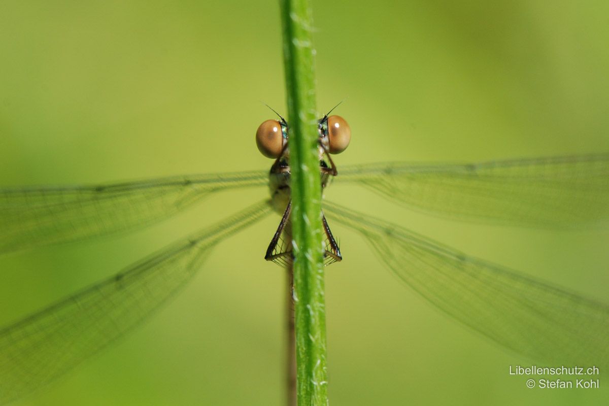 Weidenjungfer (Chalcolestes viridis), Augen. Die Tiere verstecken sich bei Störung gerne auf der Hinterseite von  Halmen und Zweigen.