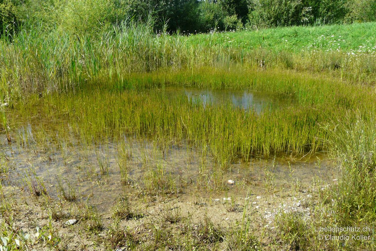 Tümpel bei Dättnau ZH. Aktuell mit hohem Wasserstand. Das Wasser reicht bis hinter den Binsenring, der den mittleren Wasserstand kennzeichnet.