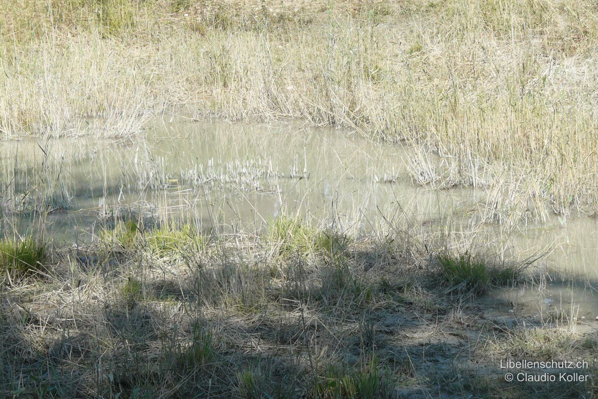 Tümpel im unteren Reusstal nach Beweidung mit Wasserbüffeln. Die Beweidung mit Wasserbüffeln ist nicht sonderlich schonend und versetzt den Lebensraum schnell wieder ins frühe Pionierstadium.