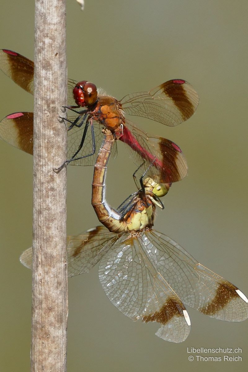 Gebänderte Heidelibelle (Sympetrum pedemontanum), Paarungsrad.