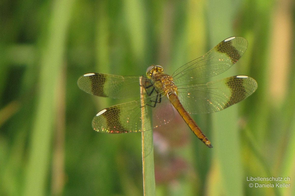 Gebänderte Heidelibelle (Sympetrum pedemontanum), Jungtier. Jungtiere zeigen die selben Merkmale wie Weibchen, sind aber etwas blasser.