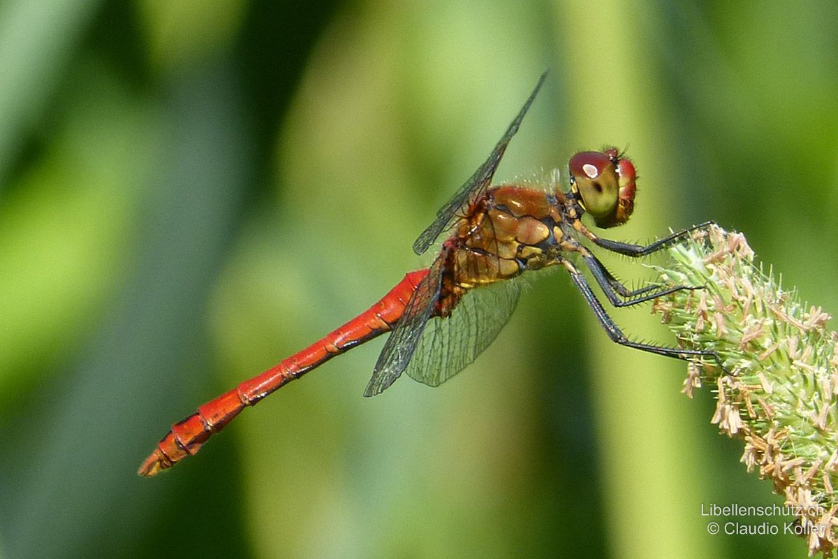 Blutrote Heidelibelle (Sympetrum sanguineum), Männchen. Beine vollständig schwarz. Bei frischen Exemplaren kann die untere Hälfte der  Augen noch gelblich-grün sein.