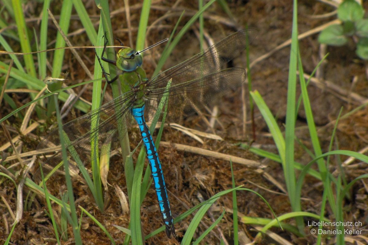 Grosse Königslibelle (Anax imperator), Männchen. Das Abdomen weist stets eine breite dunkle Mittellinie auf. In der Mitte der Stirnbasis mit dunklem fünfeckigem Fleck.