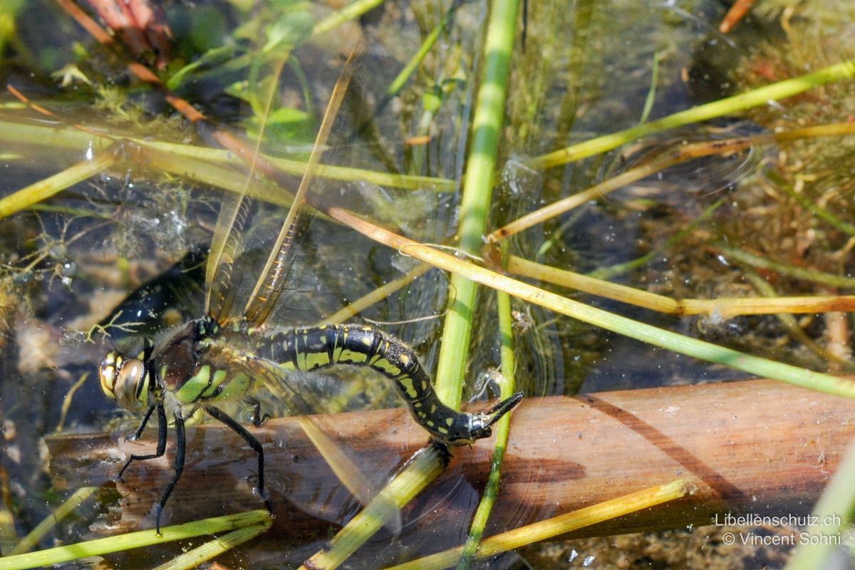 Früher Schilfjäger (Brachytron pratense), Eiablage. Das Weibchen sticht die Eier ohne Begleitung des Männchens in schwimmendes Pflanzenmaterial.