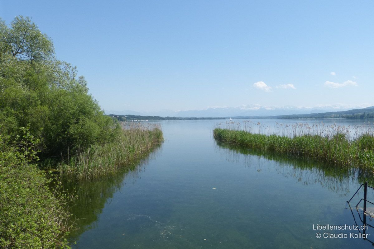 Ausfluss der Glatt aus dem Greifensee bei Schwerzenbach ZH. Mittelgrosse Seen eignen sich für Libellen vor allem in Uferbereichen mit ausgedehntem Schilfgürtel. Dies ist insbesondere im Bereich der Zu- und Abflüssen der Fall. Hier vermischen sich Arten der Still- und Fliessgewässer.