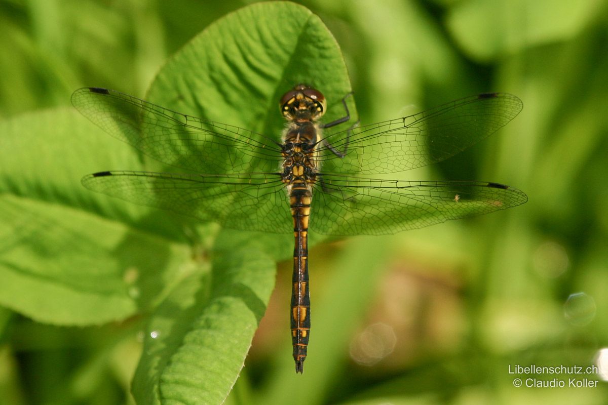 Schwarze Heidelibelle (Sympetrum danae), Männchen. Junge Männchen färben von gelb zu schwarz um. Dabei entstehen Zwischenformen mit schwarz-gelber Zeichnung, die an weibliche Moosjungfern erinnern können. Das Abdomen ist leicht keulenförmig.