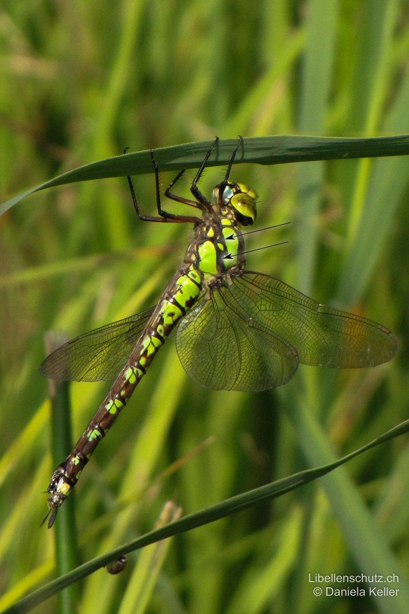 Blaugrüne Mosaikjungfer (Aeshna cyanea), Weibchen. Thoraxseiten wie beim Männchen, grün mit zwei breiten schwarzen Schrägstreifen.