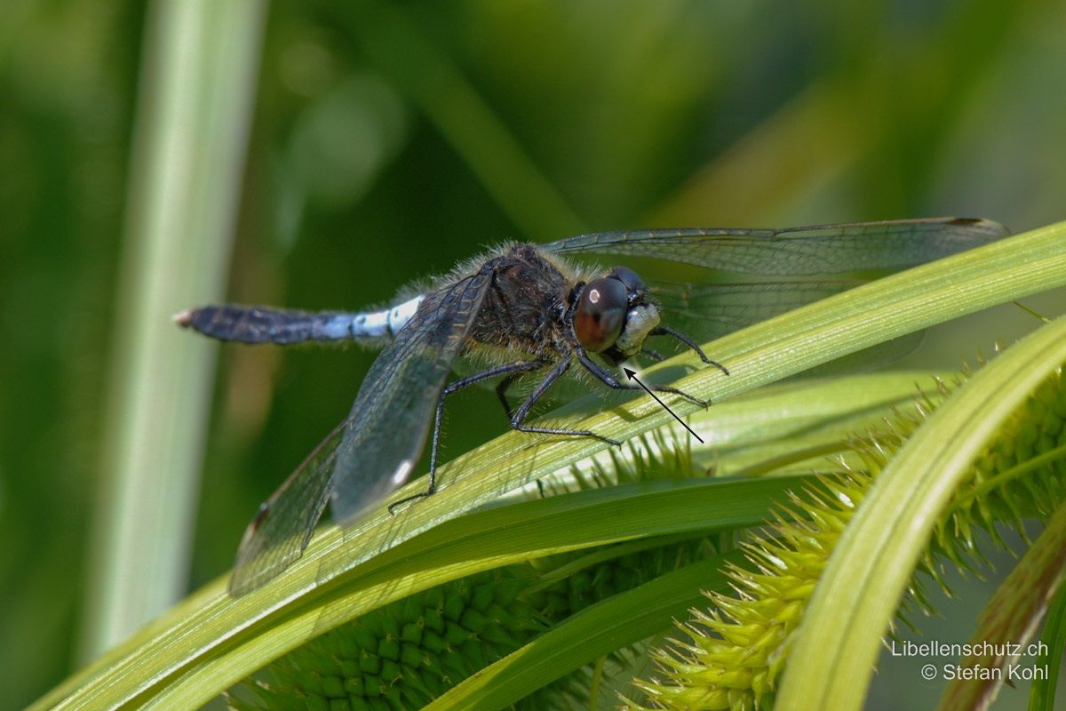 Zierliche Moosjungfer (Leucorrhinia caudalis), Männchen. Augen kastanienbraun, später dunkel. Gesicht weiss, Labium komplett schwarz (bei Leucorrhinia albifrons schwarz mit weissen Flecken).