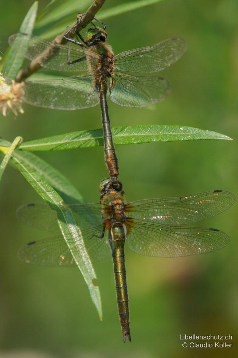 Falkenlibelle (Cordulia aenea), Tandem. Männchen tailliert mit keulenförmigem Abdomen, Weibchen breiter mit eher konisch geformtem Abdomen.