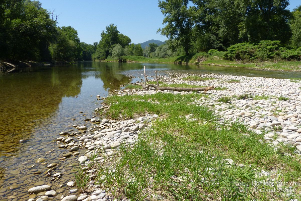 Alte Aare bei Brugg AG. Primärbiotope wie dieses sind im Flachland selten. Die Ufer sind natürlich, der Fluss fliesst frei im Bett und weist strömungsstarke und strömungsberuhigte Stellen auf. Die Sohle ist steinig, kiesig oder sandig. Kiesbänke und Schwemmholz sind ausreichend vorhanden. Geeignetes Habitat für Flussjungfern (Gomphidae) wie die Kleine Zangenlibelle (O. forcipatus) oder die Gemeine Keiljungfer (G. vulgatissimus).