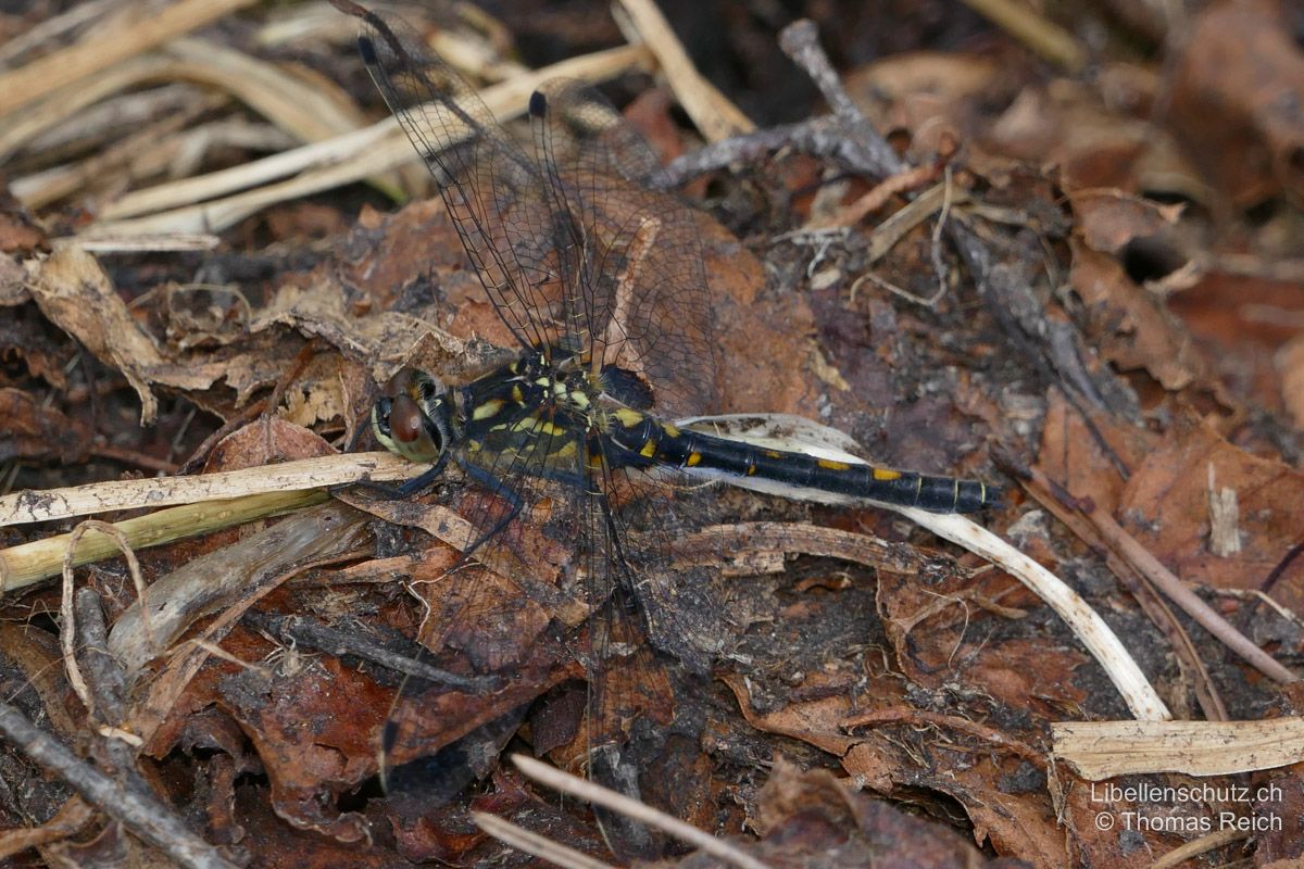 Kleine Moosjungfer (Leucorrhinia dubia), Weibchen. Körper mit gelblichen Flecken an Brust und auf Abdomen-Oberseite (S2-S7).