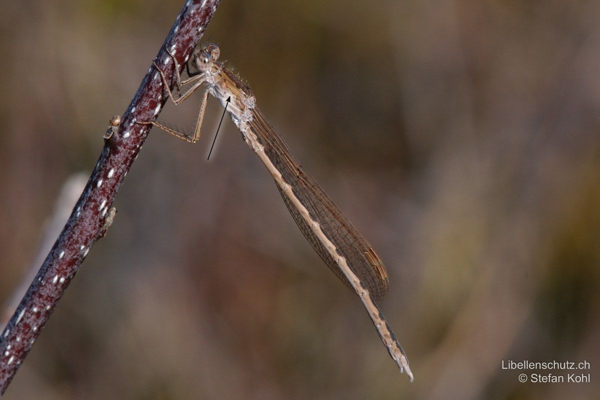 Sibirische Winterlibelle (Sympecma paedisca), Männchen. Der untere Bruststreifen ist weniger stark ausgeprägt als bei Sympecma fusca, gelegentlich sogar unterbrochen.