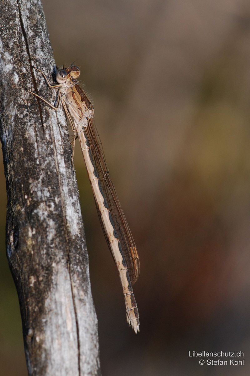 Sibirische Winterlibelle (Sympecma paedisca), Weibchen. Weibchen unterscheiden sich nur durch den etwas dickeren Hinterleib und die Geschlechtsteile von Männchen.