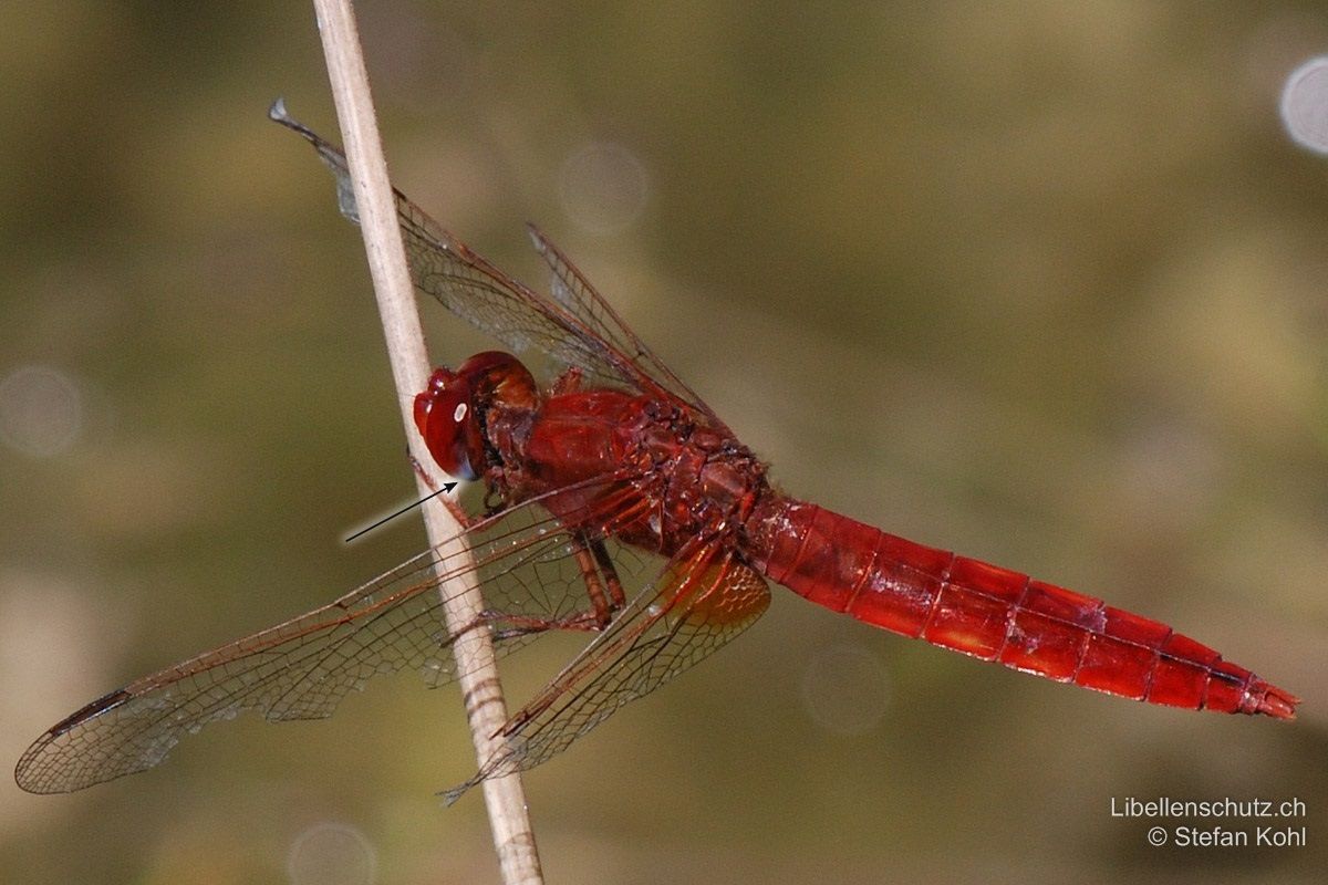 Feuerlibelle (Crocothemis erythraea), Männchen. Auch von oben betrachtet ist das abgeflachte Abdomen gut erkennbar. Die Hinterränder der Augen weisen einen leichten Blauschimmer auf.