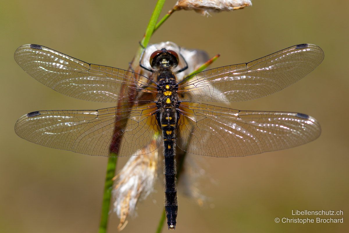 Östliche Moosjungfer (Leucorrhinia albifrons), junges Weibchen. Hinterleib schwarz mit kleinen gelben Flecken auf S2-S4. Üblicherweise reichen die gelben Flecken bis S6. Ansätze der Hinterflügel mit wenig schwarz und safrangelber Tönung.