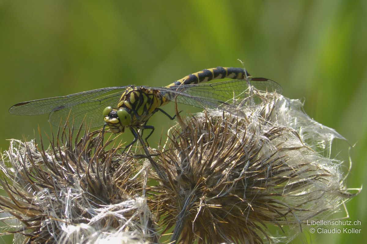 Kleine Zangenlibelle (Onychogomphus forcipatus forcipatus), Weibchen. Weibchen sind ähnlich gezeichnet wie Männchen. Augen ebenfalls grün und Abdomen nach unten gebogen.