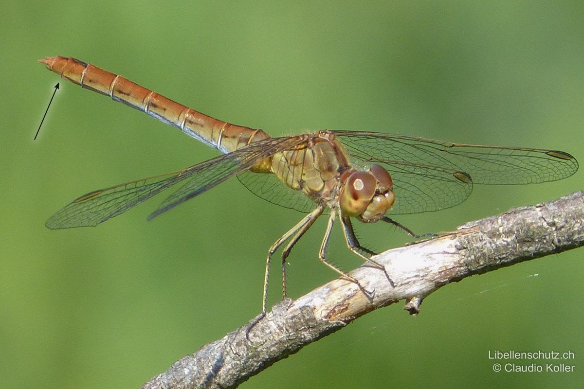 Südliche Heidelibelle (Sympetrum meridionale), Weibchen. Abdomen gelb bis gelb-braun. Auch hier sind die hellen Beine sehr auffällig.