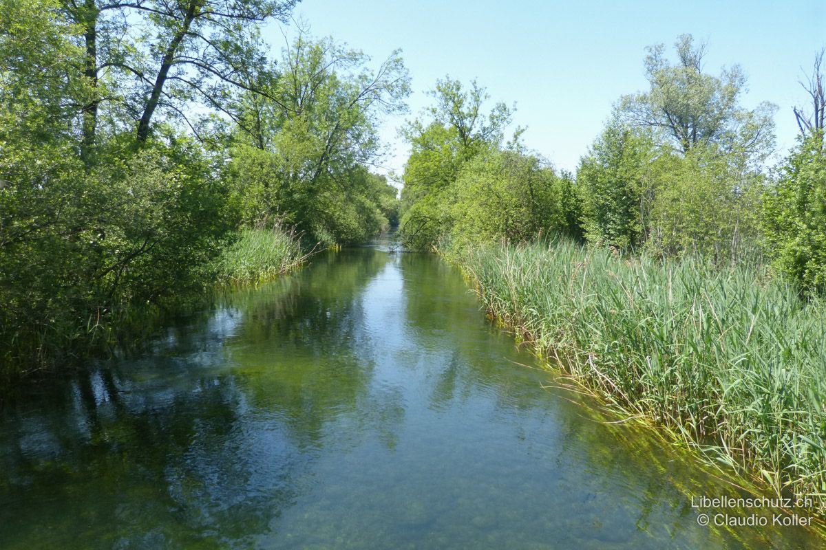 Glatt bei Schwerzenbach ZH. Hier fliesst die Glatt aus dem Greifensee. Die begradigten Ufer sind mit Schilf und lockerem Baumbestand gesäumt. Zu erwarten sind hier Prachtlibellen (Calopteryx spp.), Blaue Federlibelle (P. pennipes), Kleine Zangenlibelle (O. forcipatus) und auch die Gemeine Keiljungfer (G. vulgatissimus).