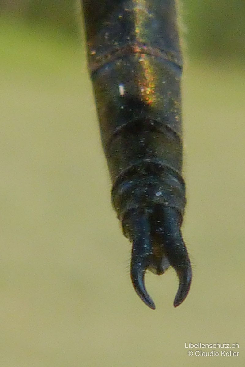 Arktische Smaragdlibelle (Somatochlora arctica), Männchen. Hinterleibsanhänge zangenartig gebogen, erinnern an einen Ohrwurm.