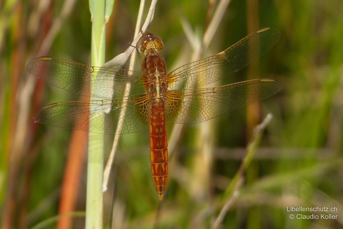 Feuerlibelle (Crocothemis erythraea), junges Männchen in Umfärbung. Dieses junge Männchen zeigt am ganzen Körper schon deutliche Rotfärbung. Trotzdem ist der für Jungtiere und Weibchen typische weisse Strich zwischen den Flügelbasen noch gut sichtbar.