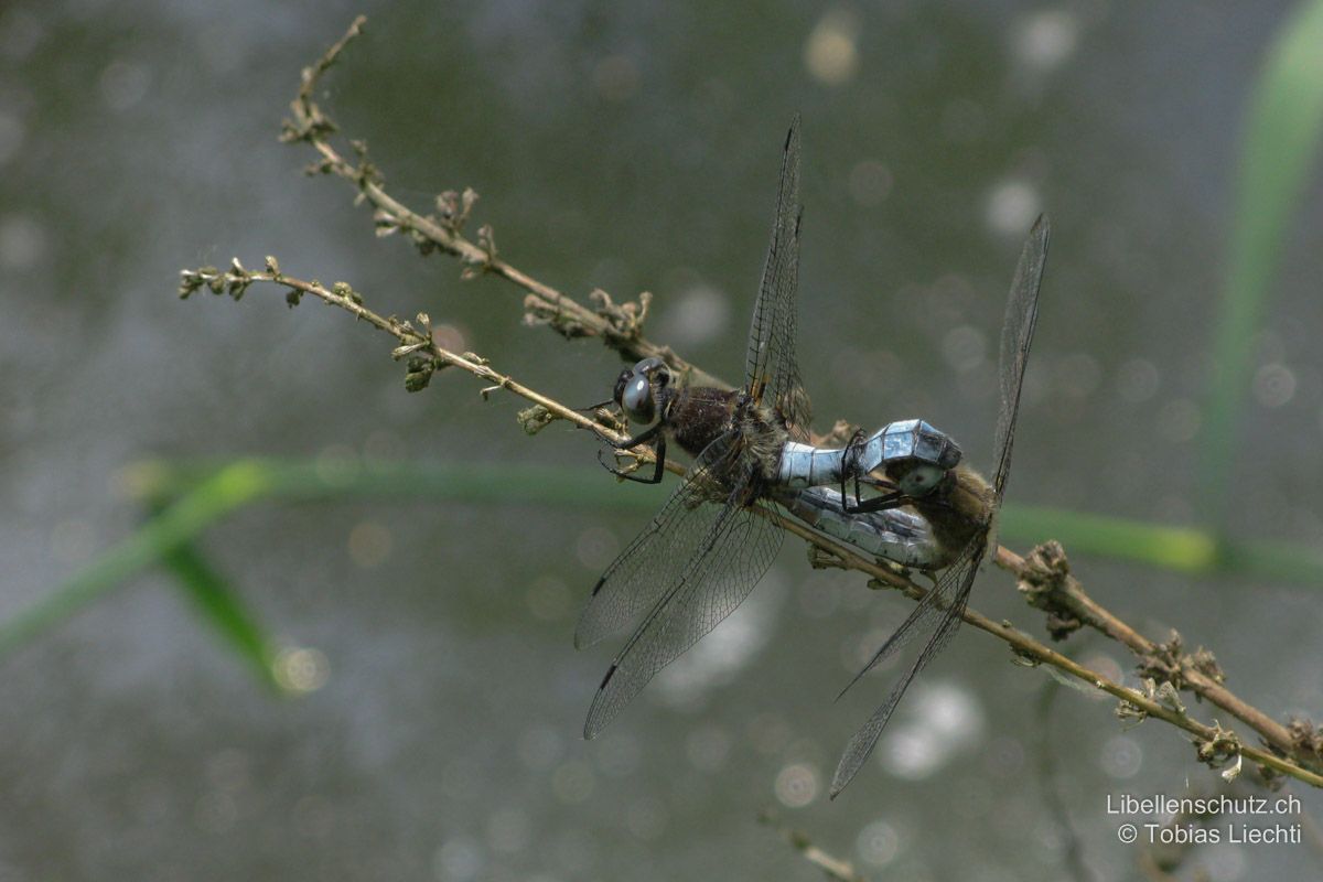 Spitzenfleck (Libellula fulva), Paarungsrad.