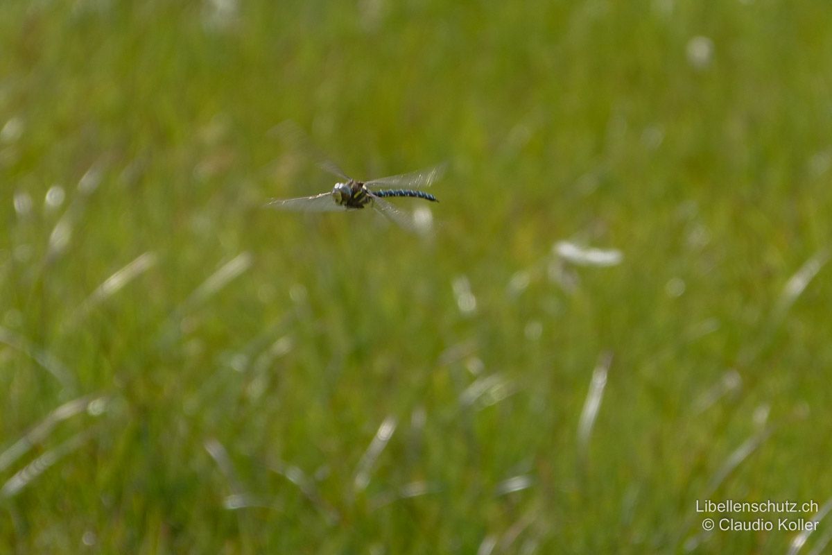 Torf-Mosaikjungfer (Aeshna juncea), Männchen im Flug auf Distanz. Männchen patrouillieren oft langsam über der Vegetation. Dabei können die gelben Bänder an der Thoraxseite oft bereits im Flug erkannt werden.